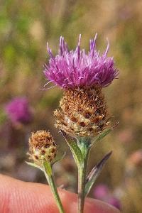 Centaurea grp. decipiens