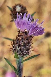 Centaurea grp. decipiens