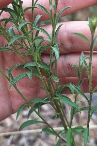 Solidage verge d'or