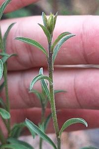 Solidage verge d'or