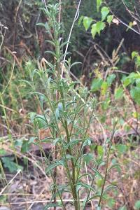 Solidage verge d'or