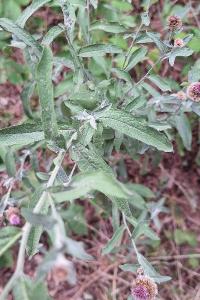Centaurea grp. decipiens
