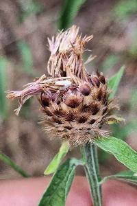 Centaurea grp. decipiens