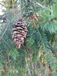Sapin de Douglas