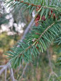 Sapin de Douglas