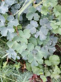 Ancolie vulgaire