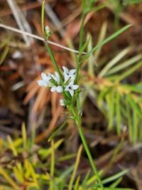 Herbe à l'esquinancie