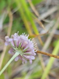 Scabieuse colombaire