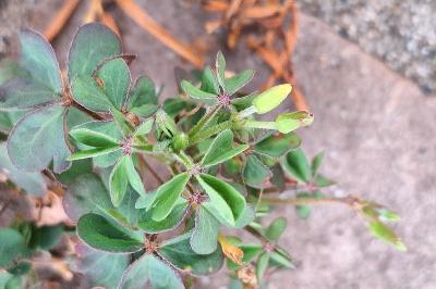 Oxalis corniculé