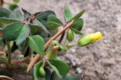Oxalis corniculé