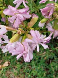 Saponaire officinale
