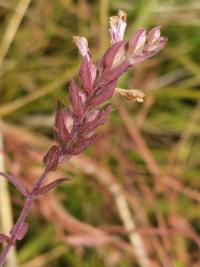 Odontite rouge