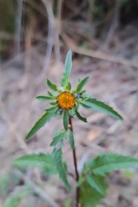 Bident trifolié