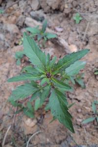 Bident trifolié