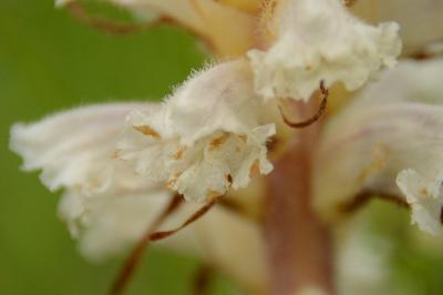 Orobanche de la picride