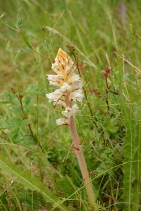 Orobanche de la picride