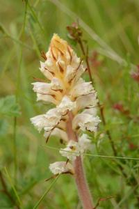 Orobanche de la picride