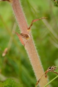 Orobanche de la picride