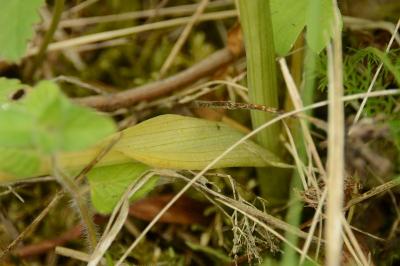 Orchis pyramidal