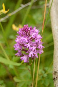 Orchis pyramidal