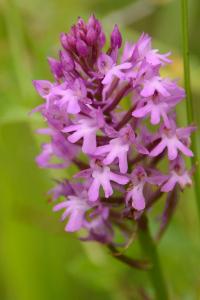 Orchis pyramidal