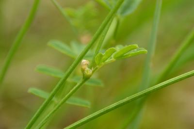 Hippocrepis à toupet