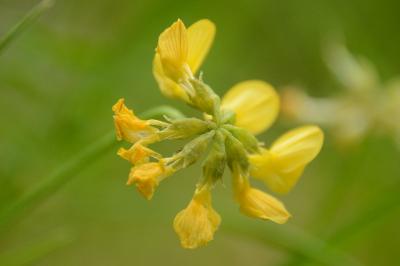 Hippocrepis à toupet