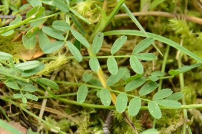 Hippocrepis à toupet