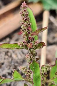 Limoine