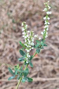 Mélilot blanc