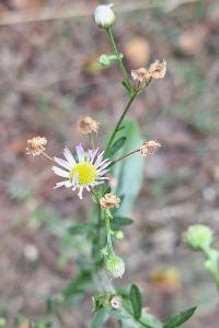 Vergerette annuelle
