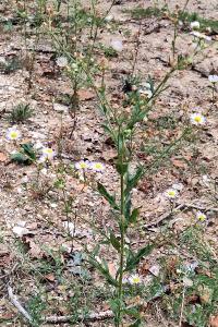 Vergerette annuelle
