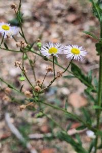 Vergerette annuelle
