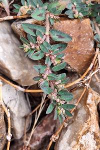 Euphorbe maculée