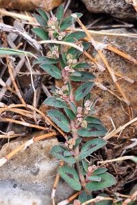 Euphorbe maculée