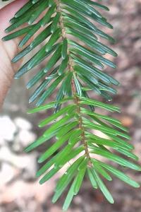Sapin pectiné