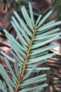 Sapin pectiné