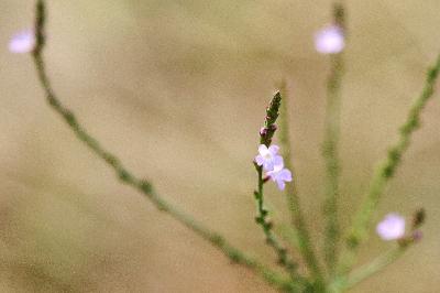 Verveine officinale