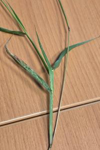 Sétaire verticillée