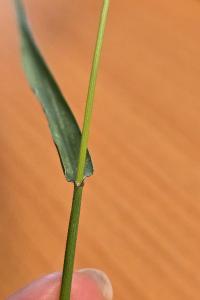 Sétaire verticillée