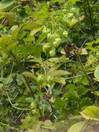 Houblon grimpant