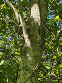 <i>Alnus</i>