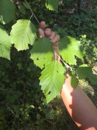 <i>Alnus</i>