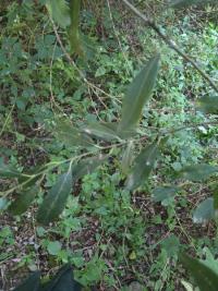 Saule à feuilles d'Olivier
