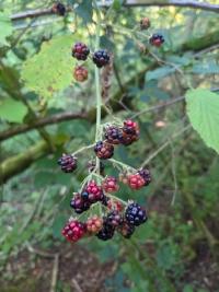 <i>Rubus</i>