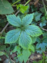 <i>Parthenocissus</i>
