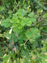 Oxalis dressé