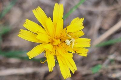 Liondent d'automne