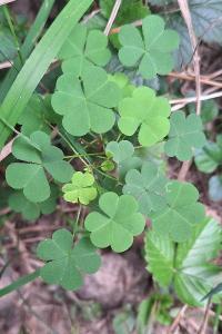 Oxalis dressé