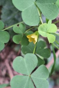Oxalis dressé